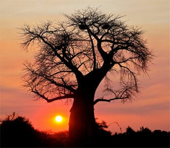 Rome: j’ai trouvé la joie à Baobab